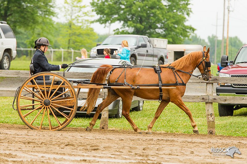 4H-FUN-060813-0506.jpg