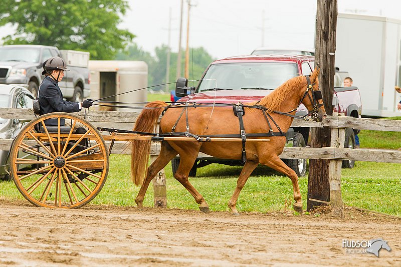 4H-FUN-060813-0507.jpg
