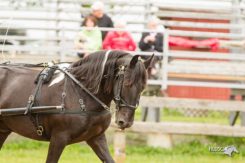 4H-FUN-060813-0509.jpg