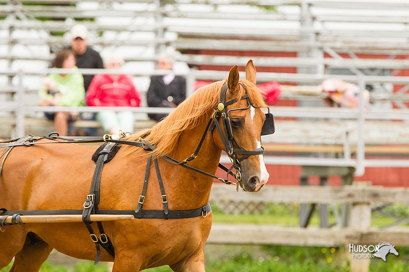 4H-FUN-060813-0511.jpg