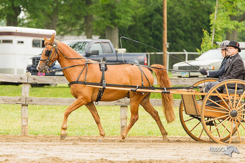 4H-FUN-060813-0517.jpg