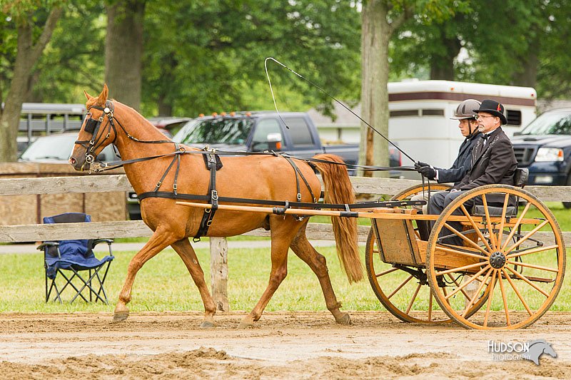 4H-FUN-060813-0518.jpg