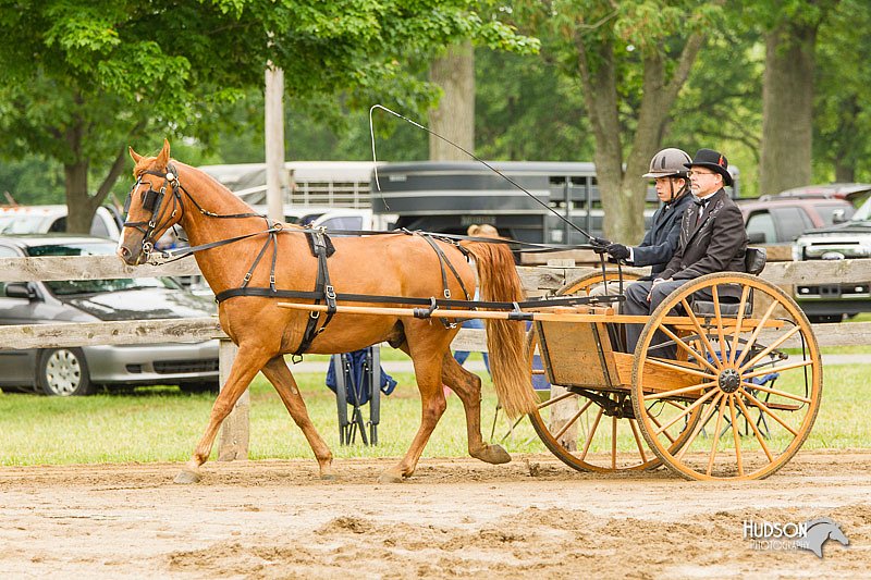 4H-FUN-060813-0519.jpg