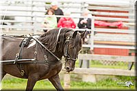 4H-FUN-060813-0509.jpg