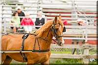 4H-FUN-060813-0511.jpg