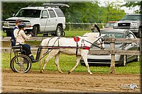 4H-FUN-060813-0462.jpg