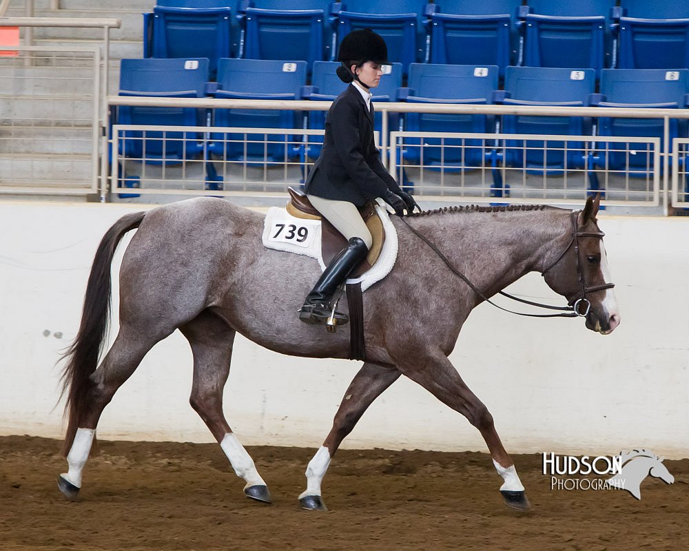 4H-Sate-102713-1298.jpg