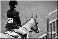 4H-Sate-102613-0888.jpg