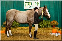4H-Sate-102713-1110.jpg