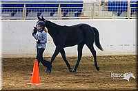 4H-Sate-102513-0155.jpg