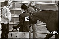 4H-Sate-102713-1075.jpg
