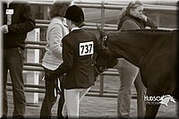 4H-Sate-102713-1076.jpg