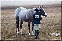 4H-Sate-102713-1085.jpg
