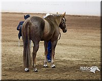 4H-Sate-102713-0969.jpg