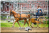 26. Pleasure Horse Driving