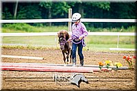 31. Miniature Horse - In Hand Trail (40 Inches & Under), Jr. Division
