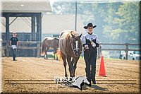 19. Western Grooming & Showmanship -Intermediate Division