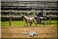 25. Mini Horse Driving (40 Ins. & Under) Sr. Driver