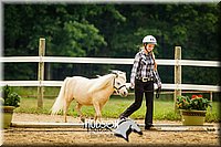 30. Miniature Horse - In Hand Trail (40 Inches & Under), Sr. Division