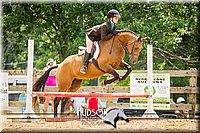 44. Working Hunter Pony (14.2 Hds. & Under)