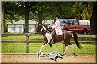 52. Saddle Seat Pleasure, Non-trotting