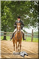 54. Classic Hunter Under Saddle Horses - Sr. Rider