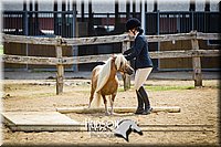 30. Miniature Horse - In Hand Trail (40 Inches & Under), Sr. Division