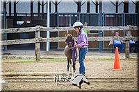 31. Miniature Horse - In Hand Trail (40 Inches & Under), Jr. Division