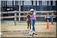 31. Miniature Horse - In Hand Trail (40 Inches & Under), Jr. Division