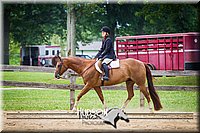 55. Breed Type Hunter Under Saddle Horses - Sr. Rider