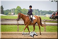 59. Hunter Under Saddle Ponies - (over 13 hds. & not over 14.2 hds.)