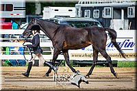 4H-District-090614-0162.jpg