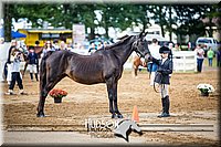 23. English Grooming & Showmanship - Jr. Division