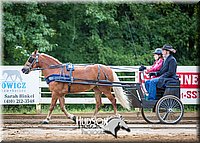 27. Pleasure Pony Driving (14.2 Hds. & Under)