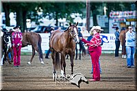 19. Western Grooming & Showmanship -Intermediate Division