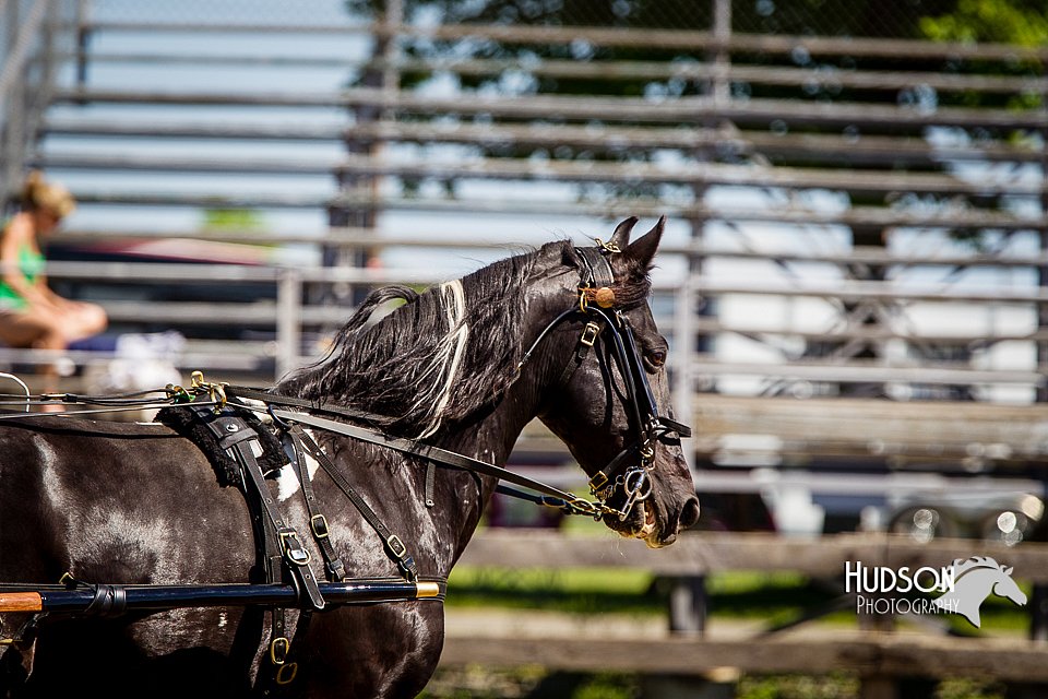4H-FUN-060714-0464.jpg