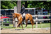 17 Breed Type Hunter Under Saddle Horse  Sr. Rider