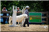 28 Mini Horse In Hand  Trail