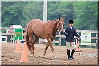 20. English Grooming & Showmanship - Jr. Division