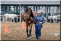 21. Western Grooming & Showmanship - Sr. Division