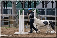 29. Miniature Horse - Trail Sr. Division