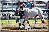 19. English Grooming & Showmanship -Intermediate Division