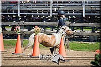 29. Miniature Horse - Trail Sr. Division