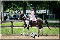 52. Saddle Seat Pleasure, Non-trotting