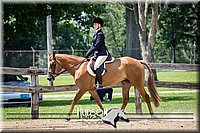 54. Classic Hunter Under Saddle Horses - Sr. Rider