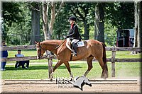 55. Breed Type Hunter Under Saddle Horses - Sr. Rider