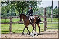 59. Hunter Under Saddle Ponies - Large