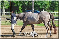 19. English Grooming & Showmanship -Intermediate Division