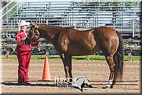 22. Western Grooming & Showmanship -Intermediate Division