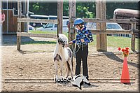 29. Miniature Horse - Trail Sr. Division